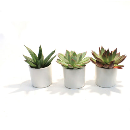 2in, Succulent, Matte Modern Pot