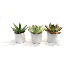 Load image into Gallery viewer, 2in, Succulent, Matte Modern Pot
