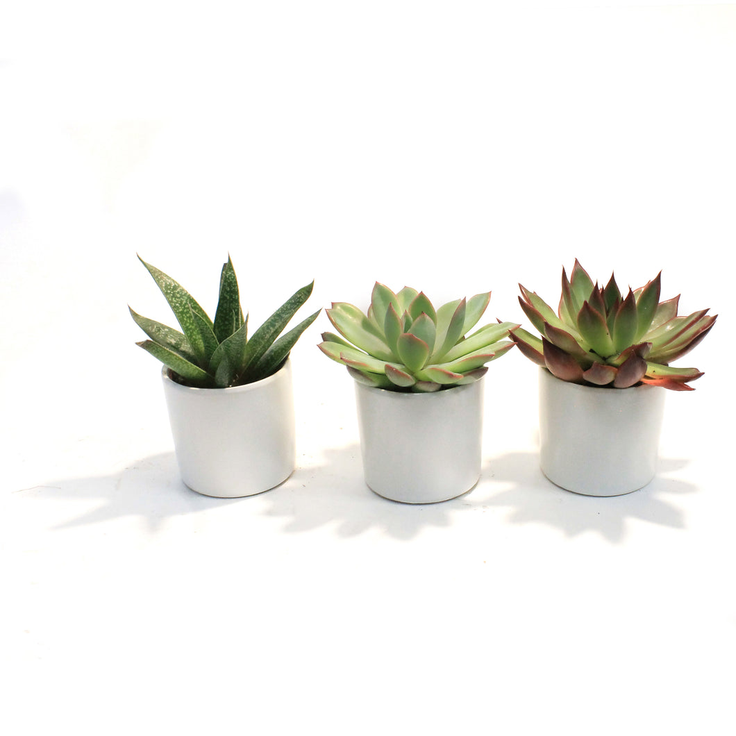 2in, Succulent, Matte Modern Pot