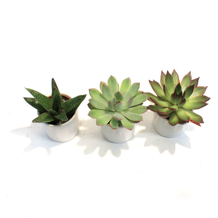 2in, Succulent, Matte Modern Pot