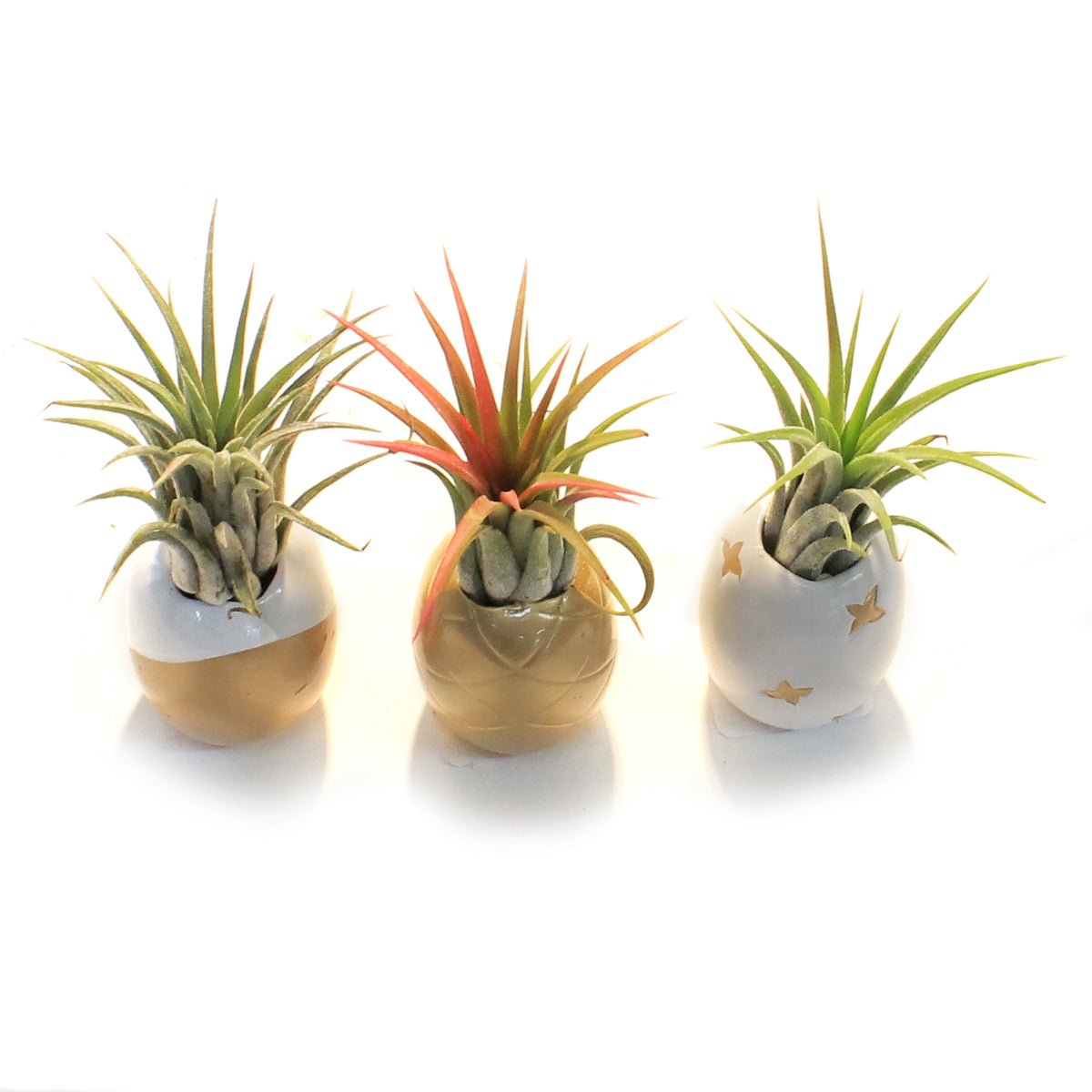 Pineapple Planter, Air Plant