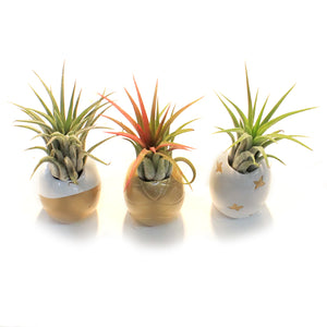 Pineapple Planter, Air Plant