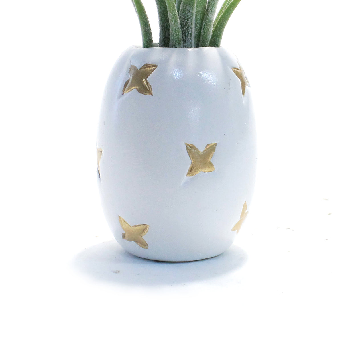 Pineapple Planter, Air Plant