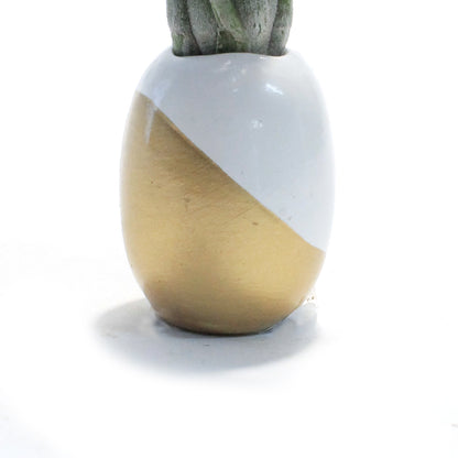 Pineapple Planter, Air Plant