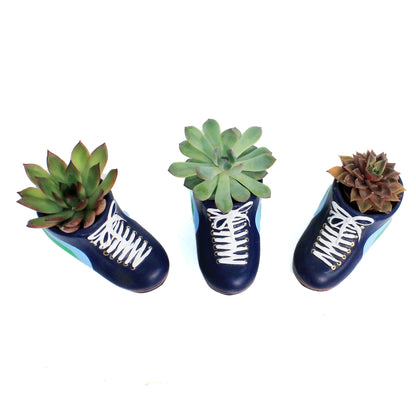 Rainbow Skates Planter, Succulent