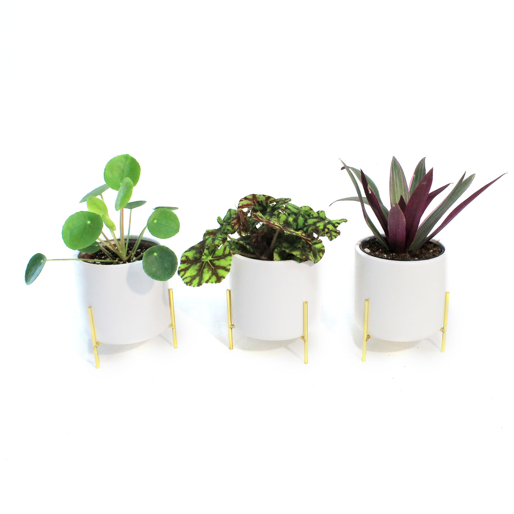 4in Tropical Assorted In Ceramic Pots W/ Gold Stan