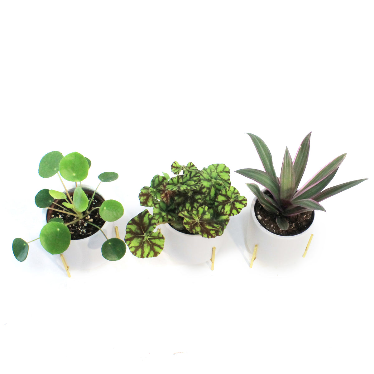 4in Tropical Assorted In Ceramic Pots W/ Gold Stan