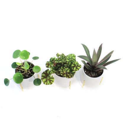 4in Tropical Assorted In Ceramic Pots W/ Gold Stan