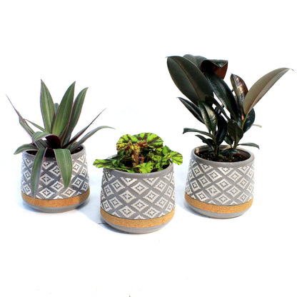 4in Tropical Assorted In Cork Ceramic