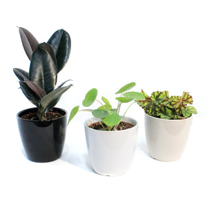 4IN Tropical Assorted In Everyday Pots