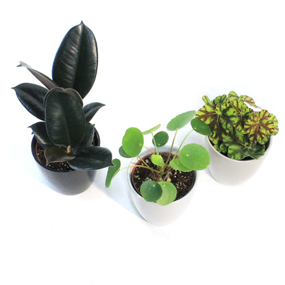 4IN Tropical Assorted In Everyday Pots