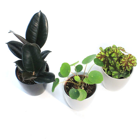 4IN Tropical Assorted In Everyday Pots