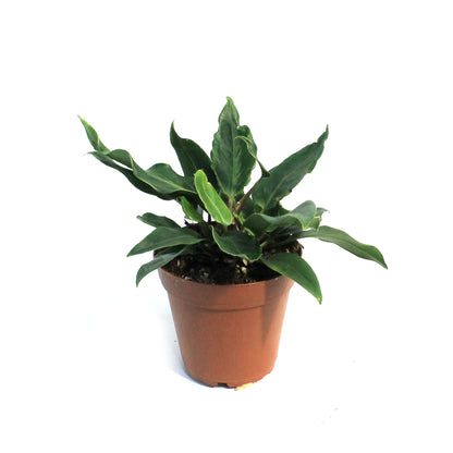 Anthurium, 4in, Plowmanii