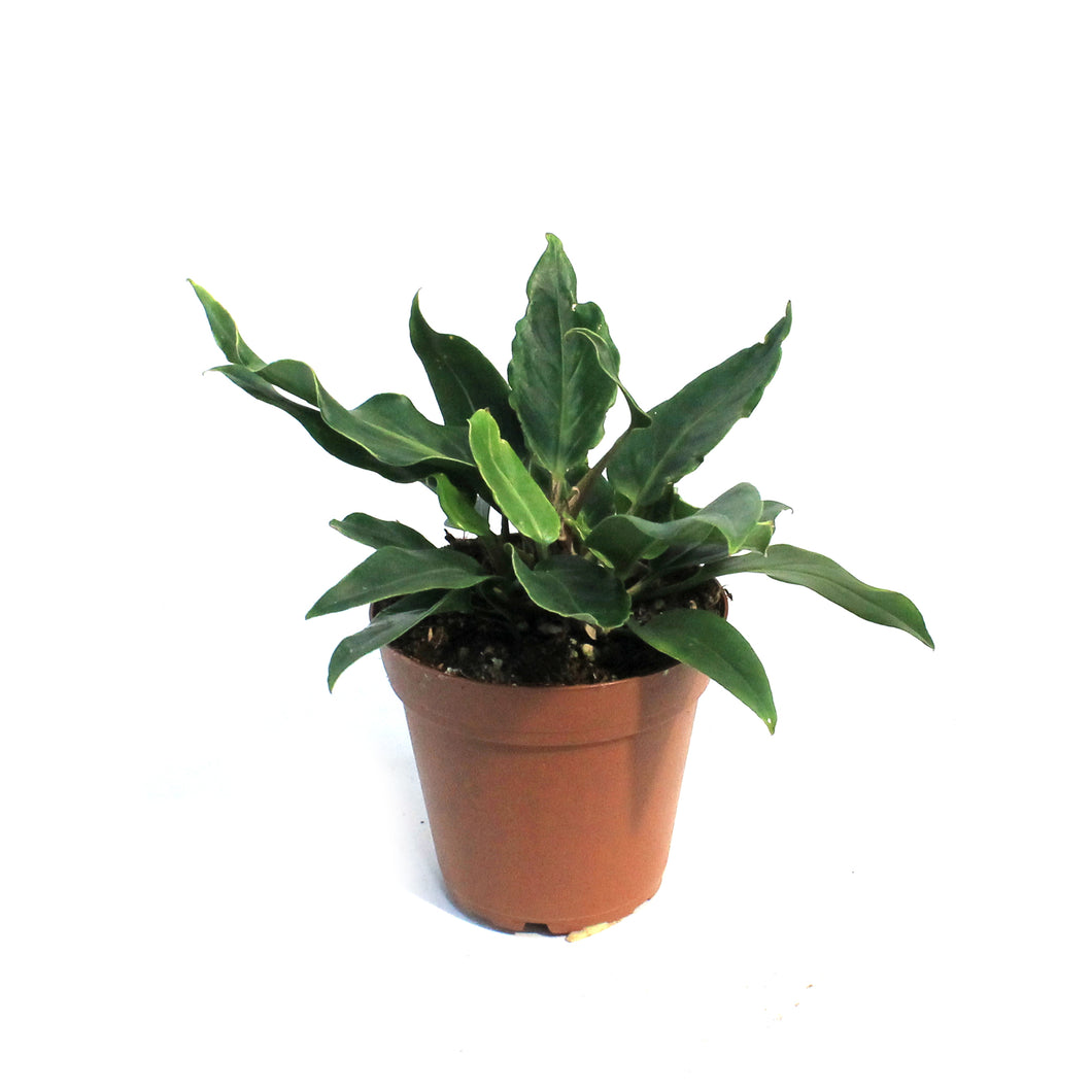 Anthurium, 4in, Plowmanii