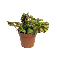Load image into Gallery viewer, Begonia, 4in, Rex Mauritius
