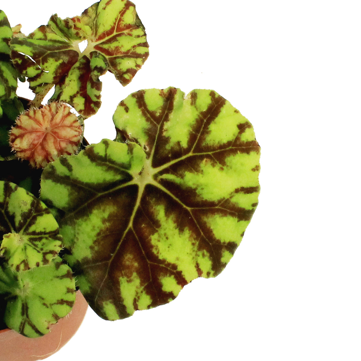 Begonia, 4in, Rex Mauritius