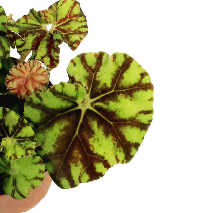 Begonia, 4in, Rex Mauritius