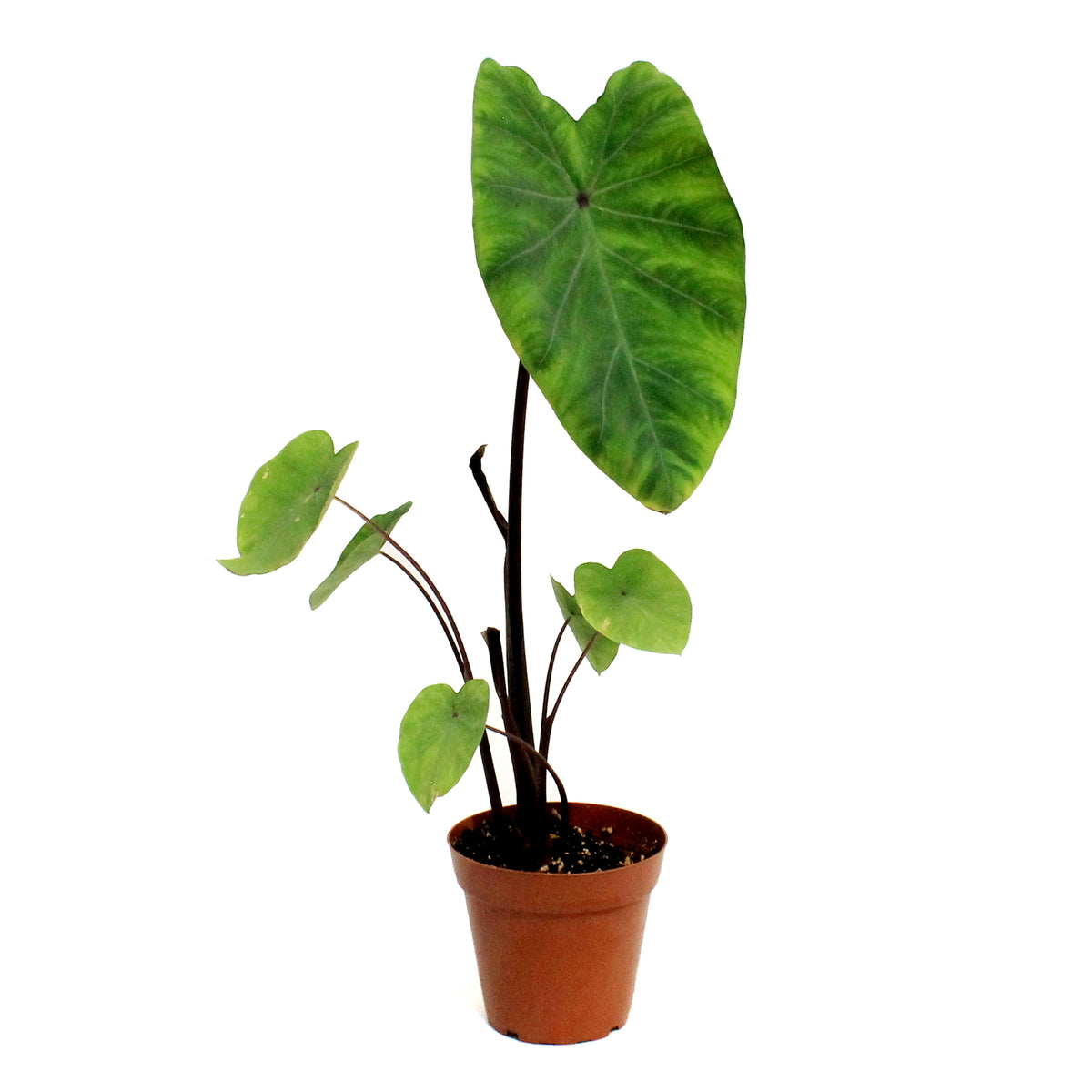 Colocasia, 4in Lemon Lime Gecko