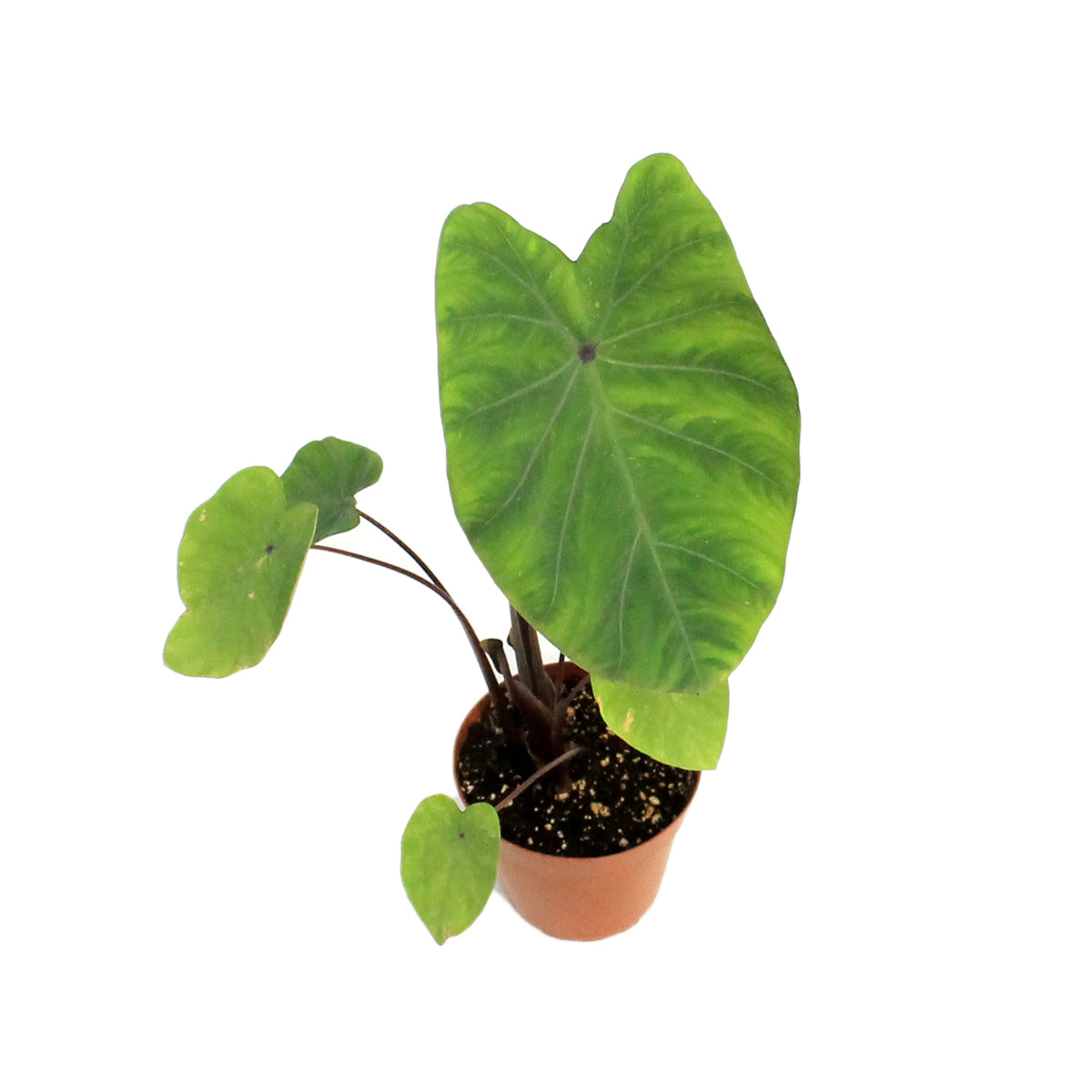 Colocasia, 4in Lemon Lime Gecko