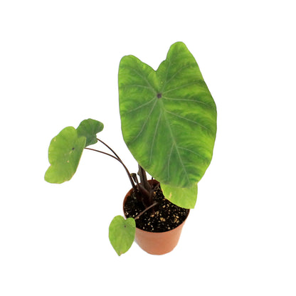 Colocasia, 4in Lemon Lime Gecko