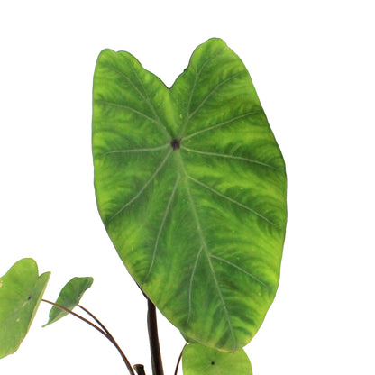 Colocasia, 4in Lemon Lime Gecko