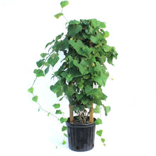Load image into Gallery viewer, Aristolochia 10in Dutchmans Pipe
