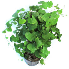 Load image into Gallery viewer, Aristolochia 10in Dutchmans Pipe
