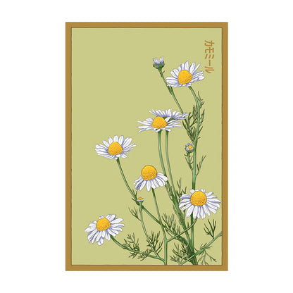 Chamomile - Seeds,