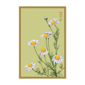 Chamomile - Seeds,