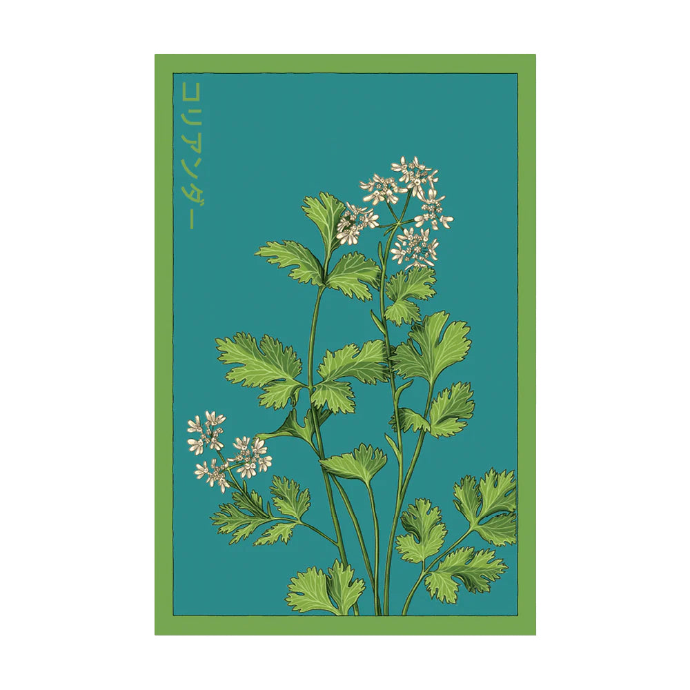 Cilantro - Seeds,