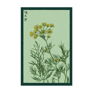 Dill - Seeds,