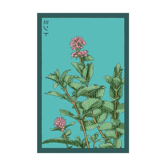 Mint - Seeds,