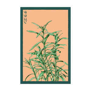 Tarragon - Seeds,