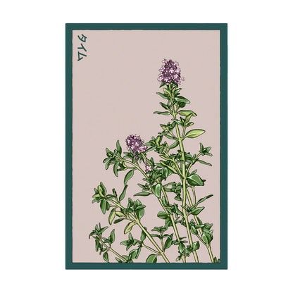 Thyme - Seeds,