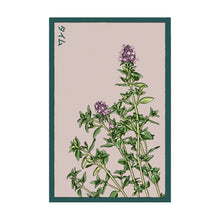 Load image into Gallery viewer, Thyme - Seeds,
