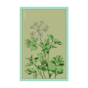 Parsley - Seeds,