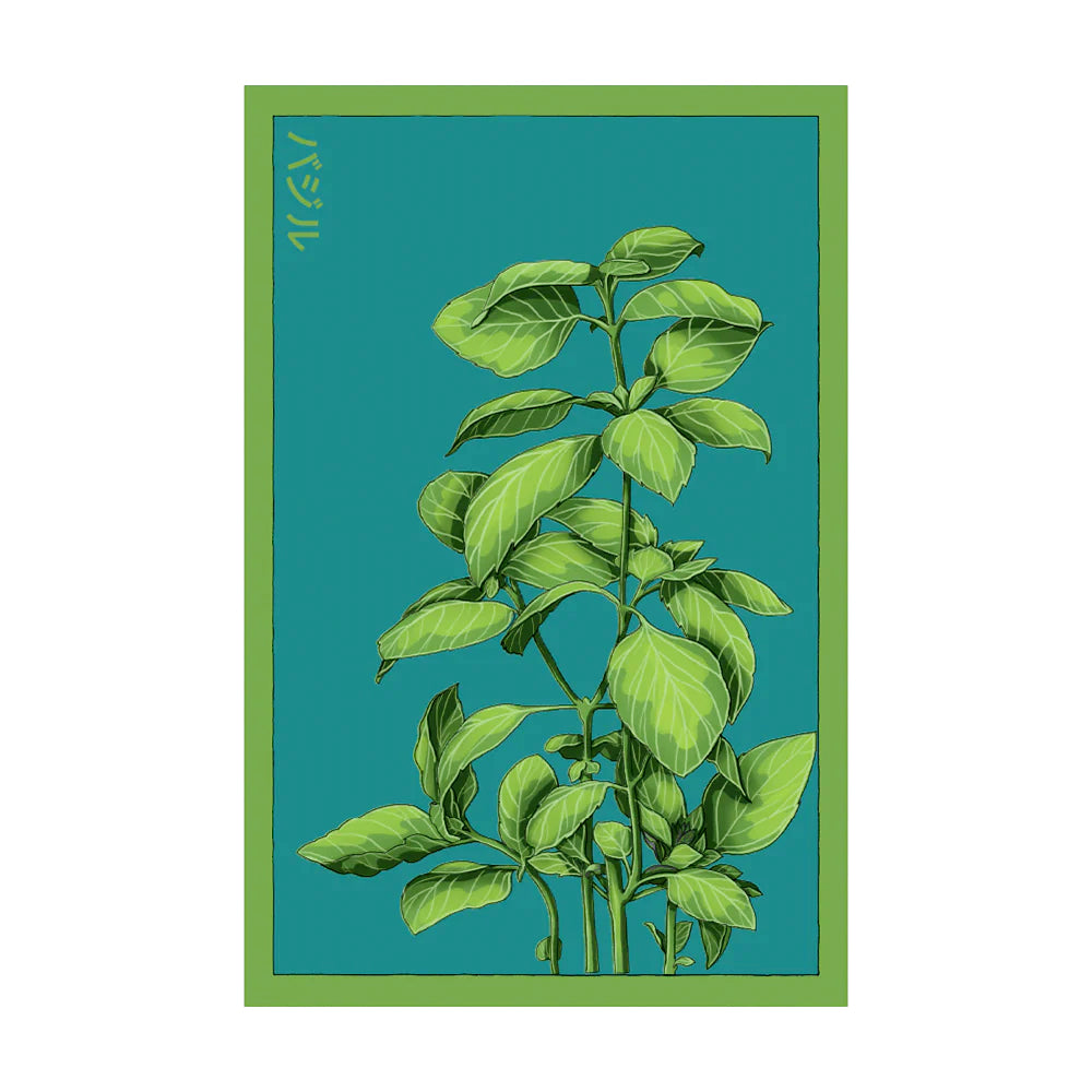 Basil - Seeds,