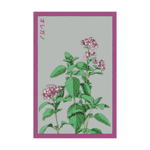 Oregano - Seeds,