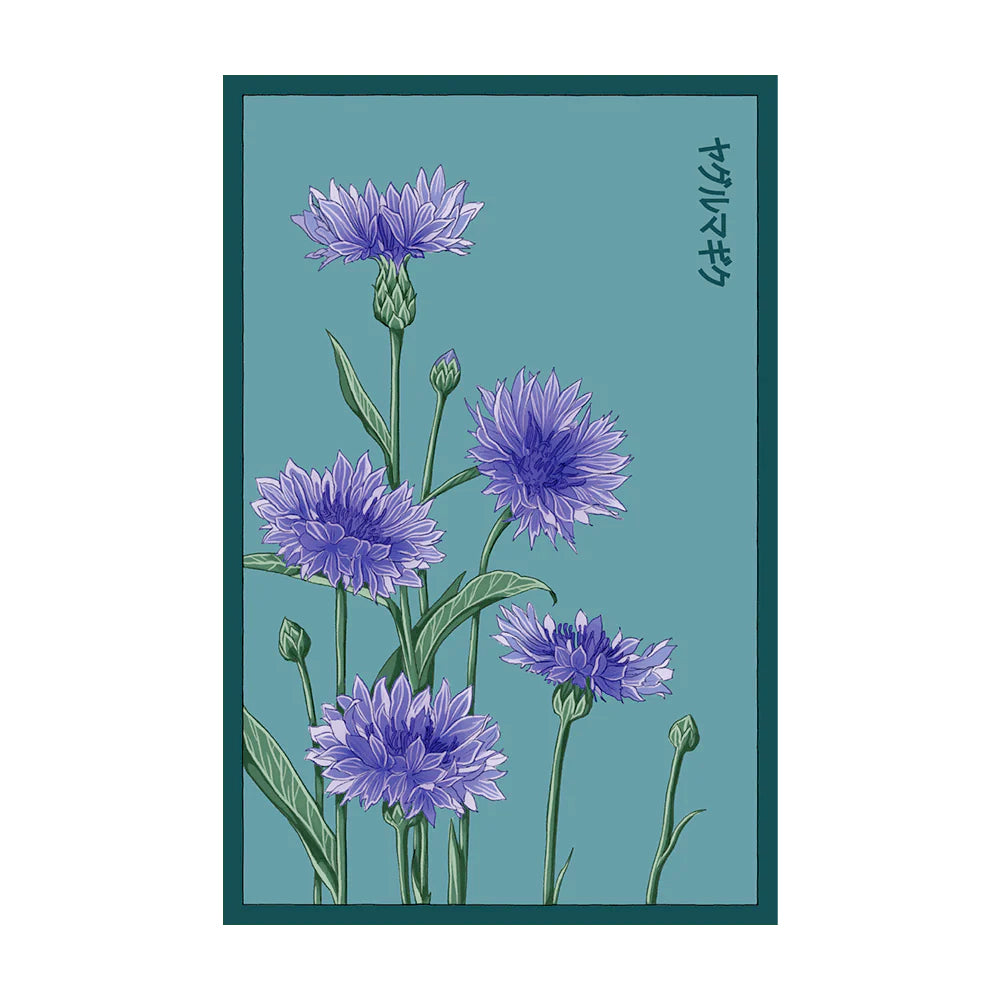 Cornflower Blue - Seeds,