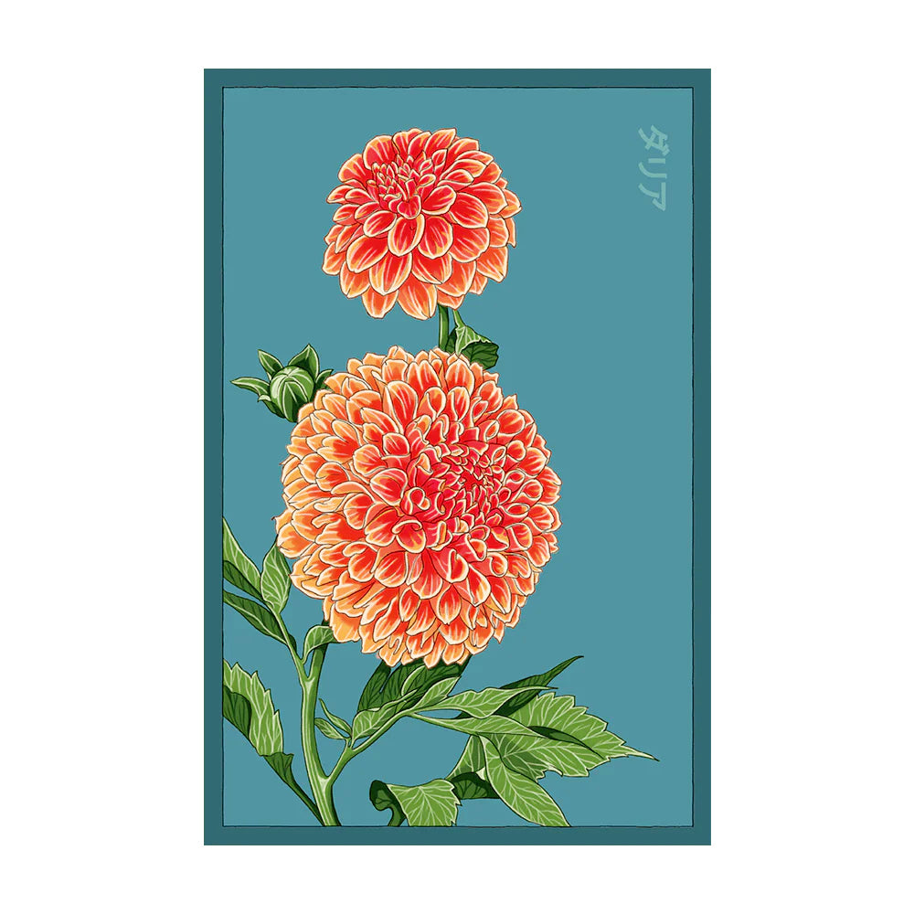 Dahlia - Seeds,