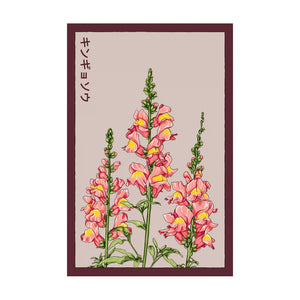 Snapdragon - Seeds,