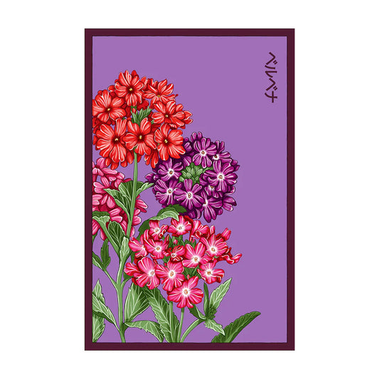Verbena - Seeds,