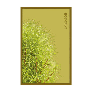 Summer Cypress - Seeds,