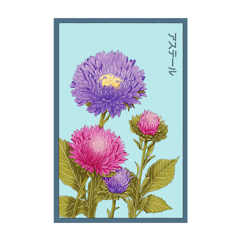 Aster - Seeds,