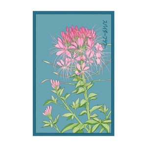 Spider Flower - Seeds,
