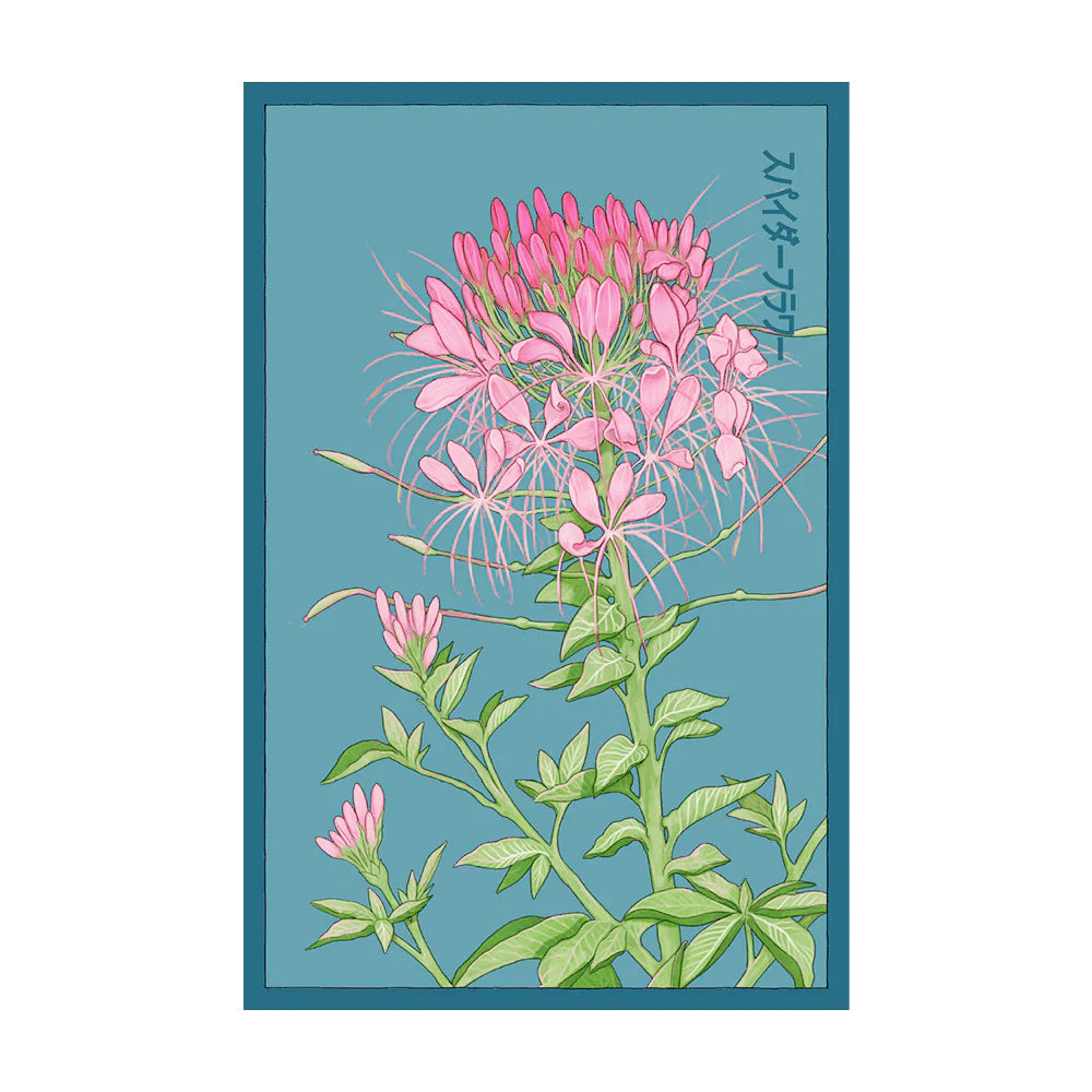 Spider Flower - Seeds,