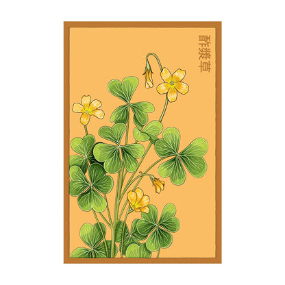Oxalis - Seeds,