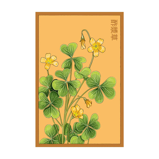 Oxalis - Seeds,