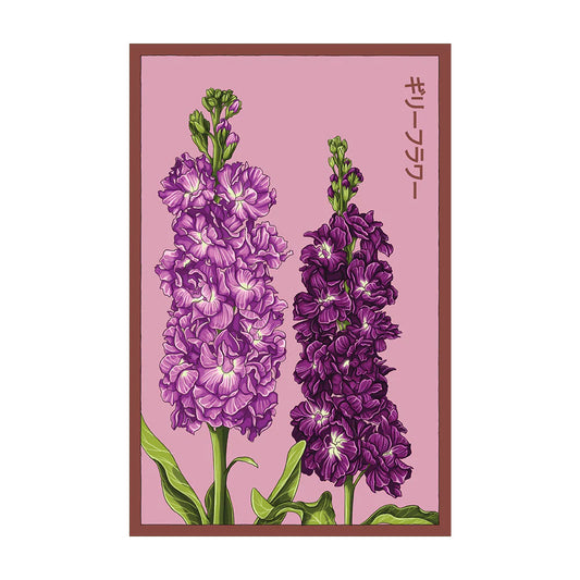 Gilly Flower - Seeds,