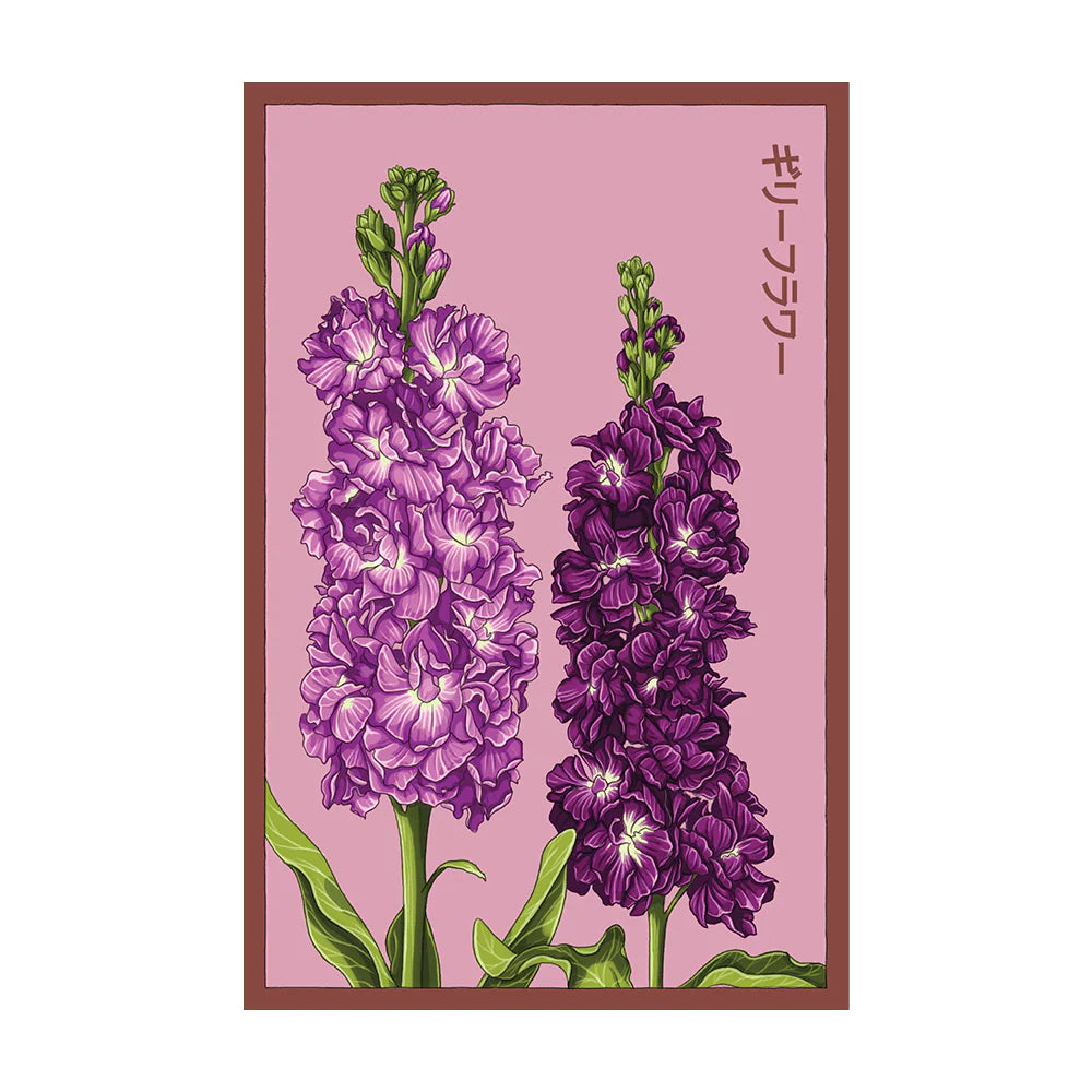 Gilly Flower - Seeds,